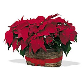 Why send one holiday wish when you can send two